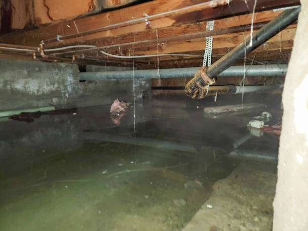 Best Water damage restoration near me  in Bellerose, NY